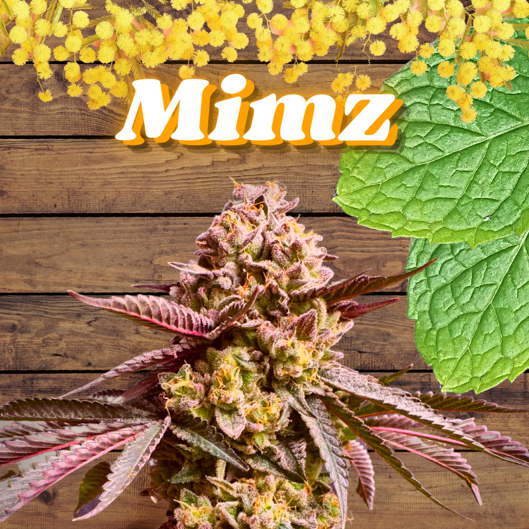 An image of Mimz