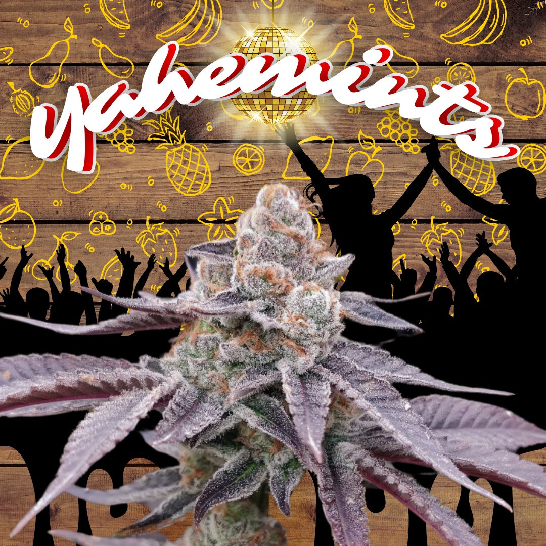 An image of Yahemints