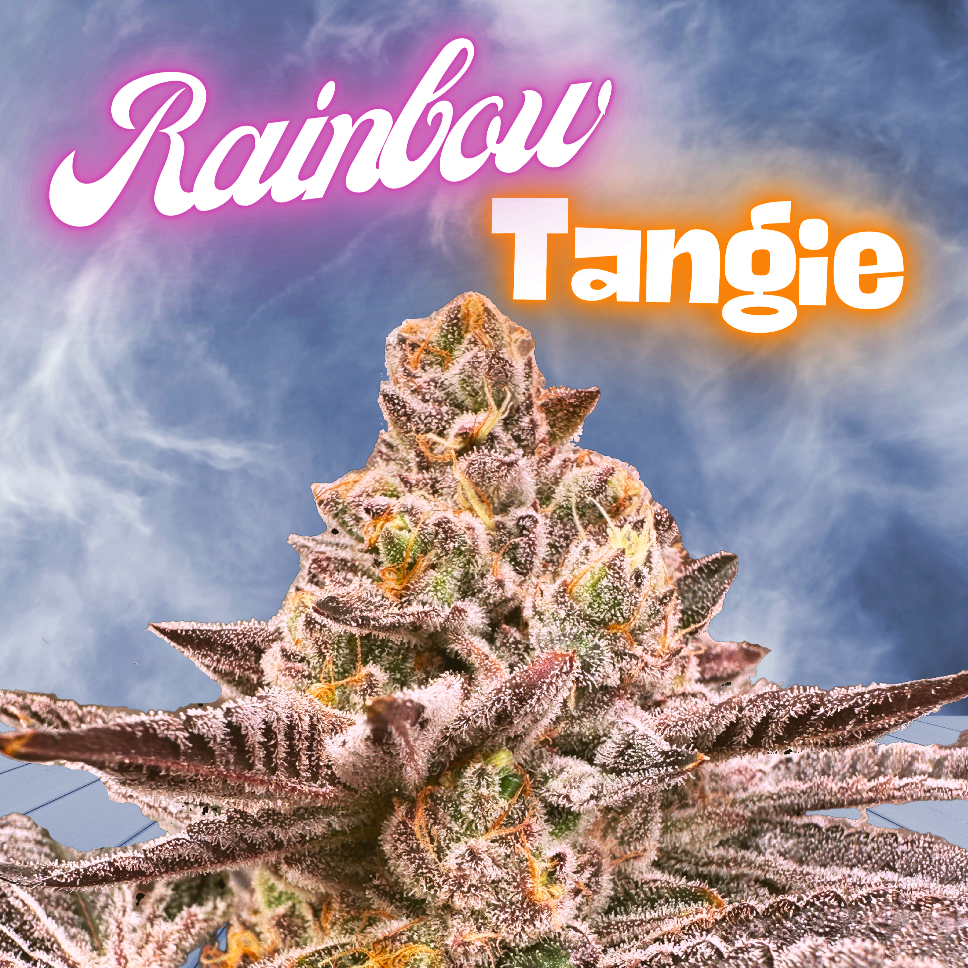 An image of Rainbow Tangie