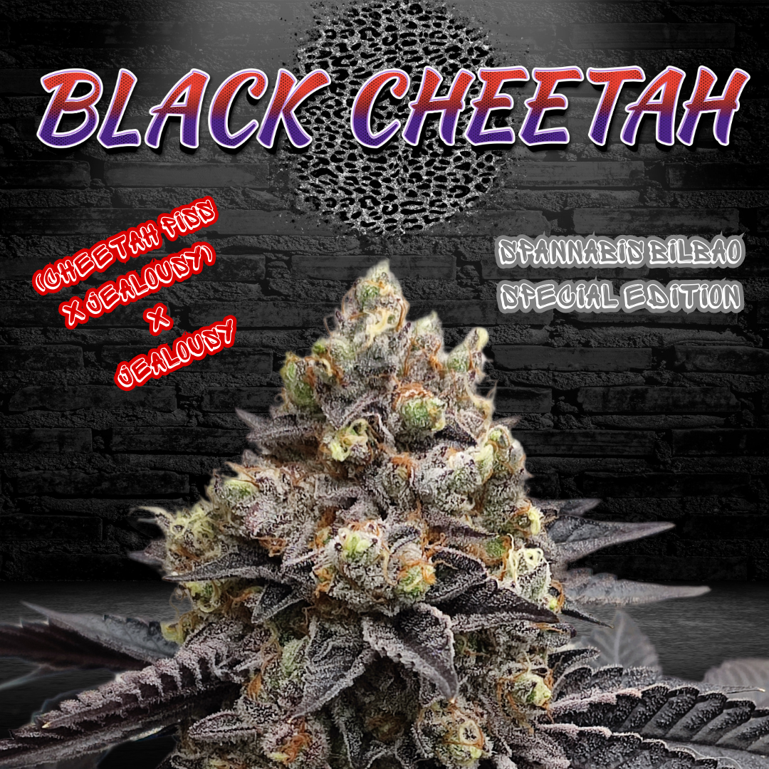 An image of Black Cheetah