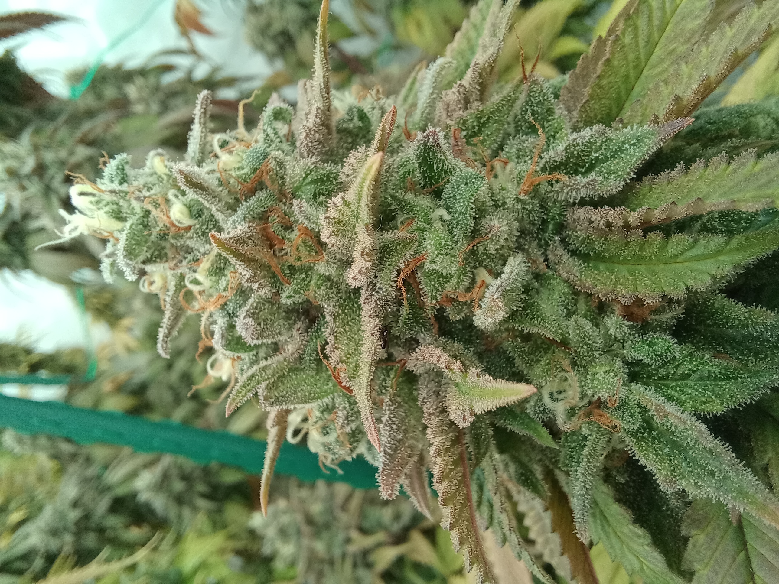 An image of Super Tangie