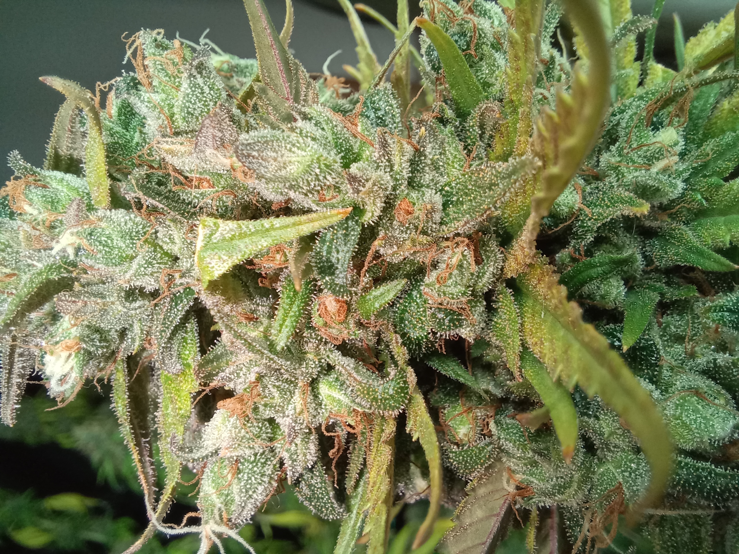 An image of Tangerine Skunk