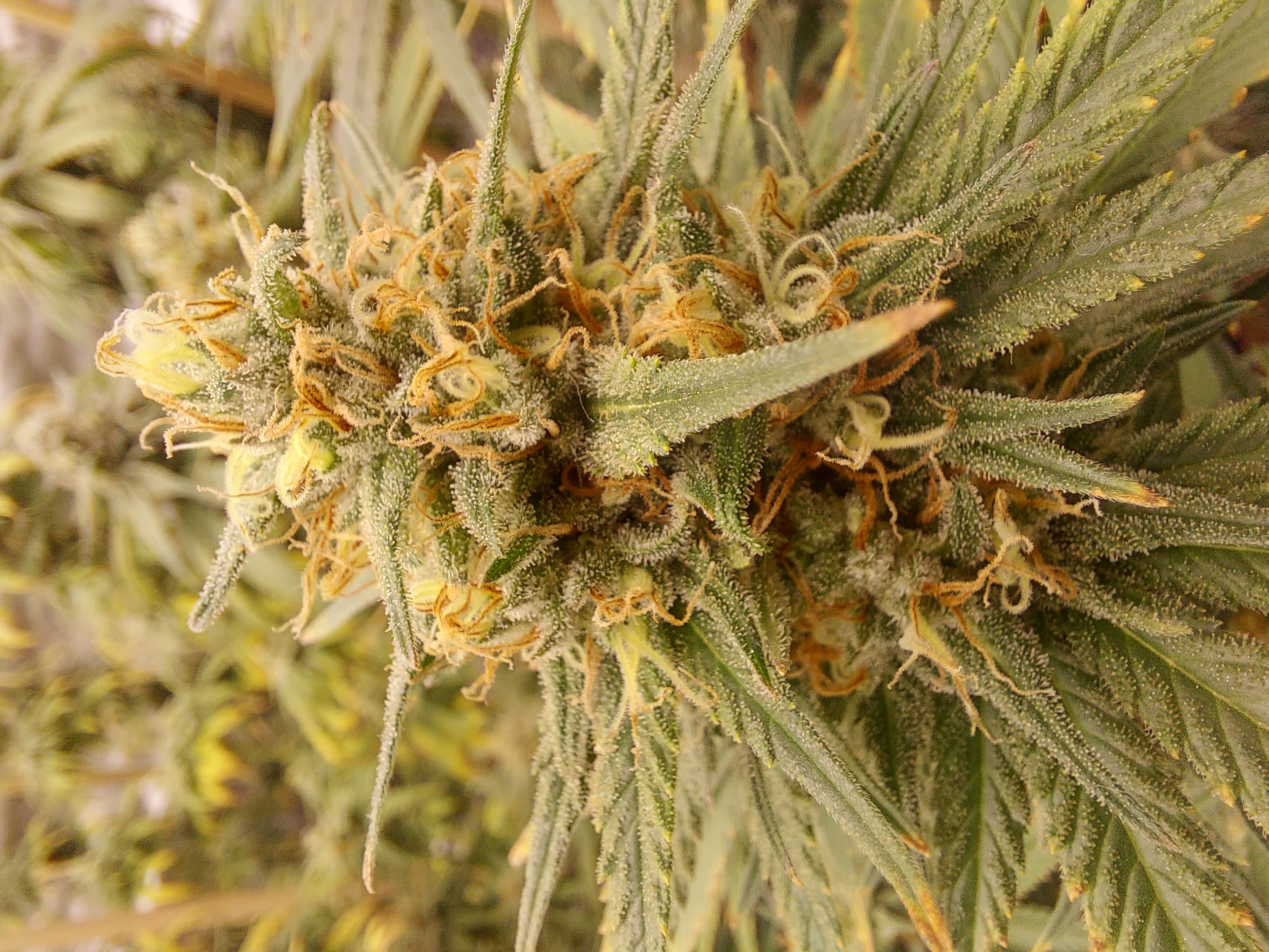 An image of Tang-Cheese