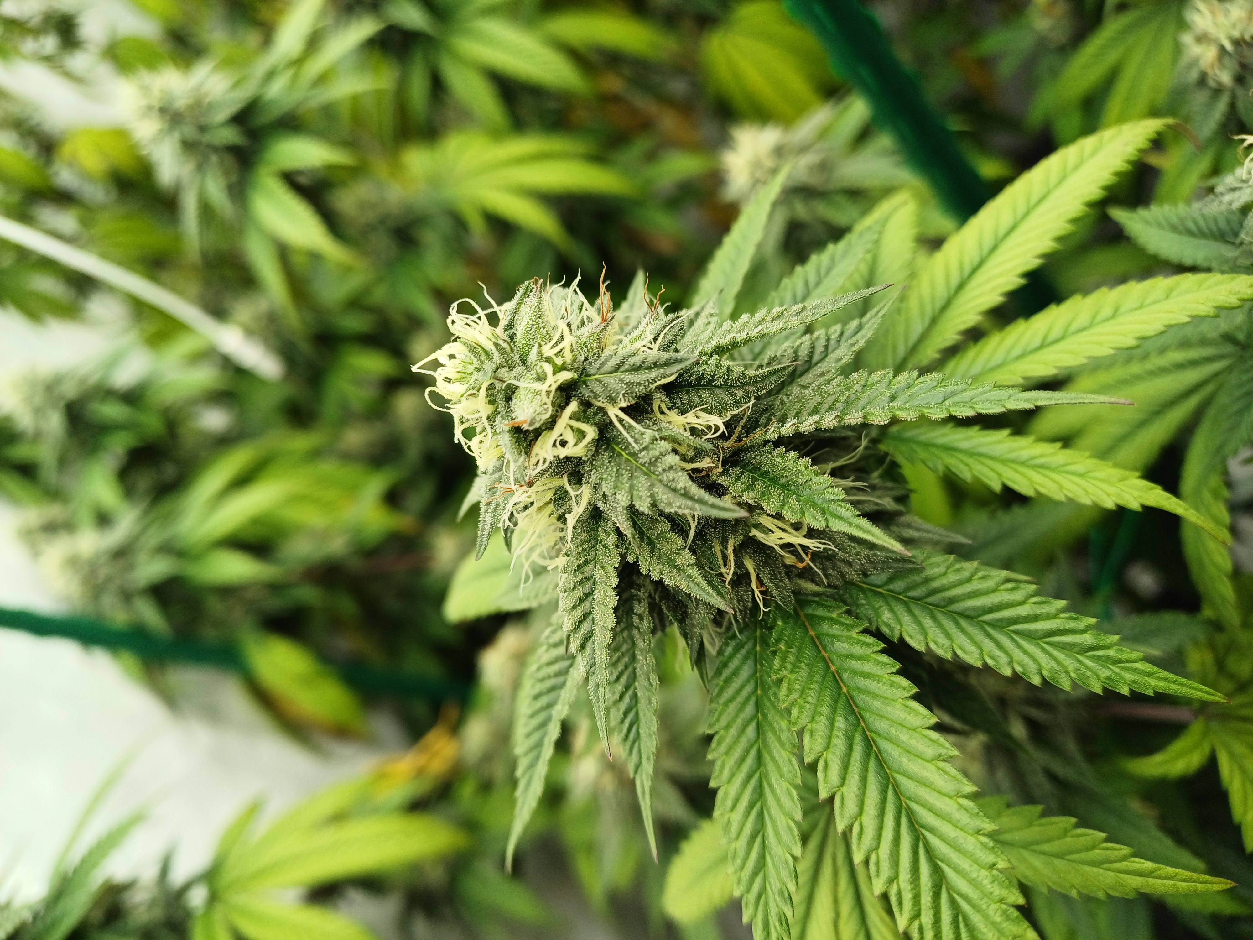 An image of Tangie OG