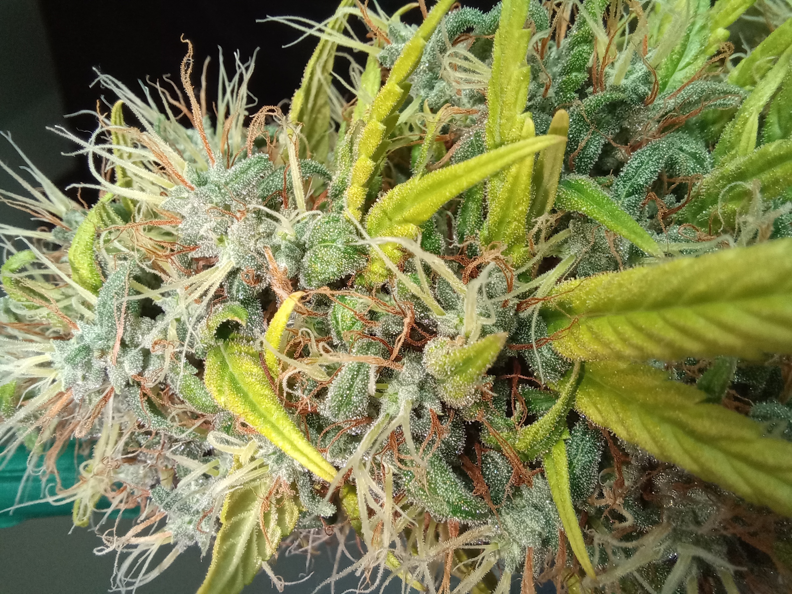An image of Ghost Train Tangie