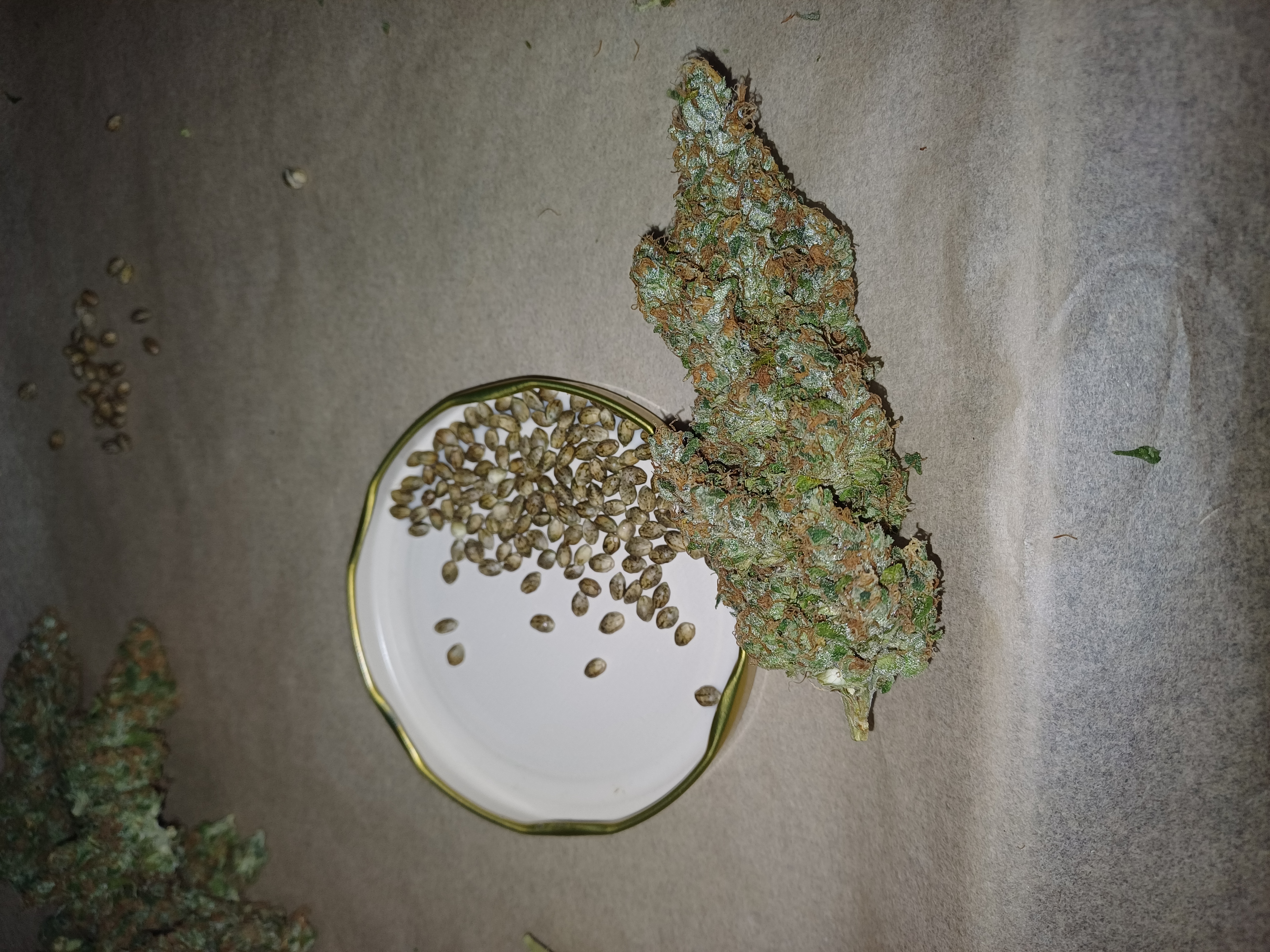 An image of Tangie