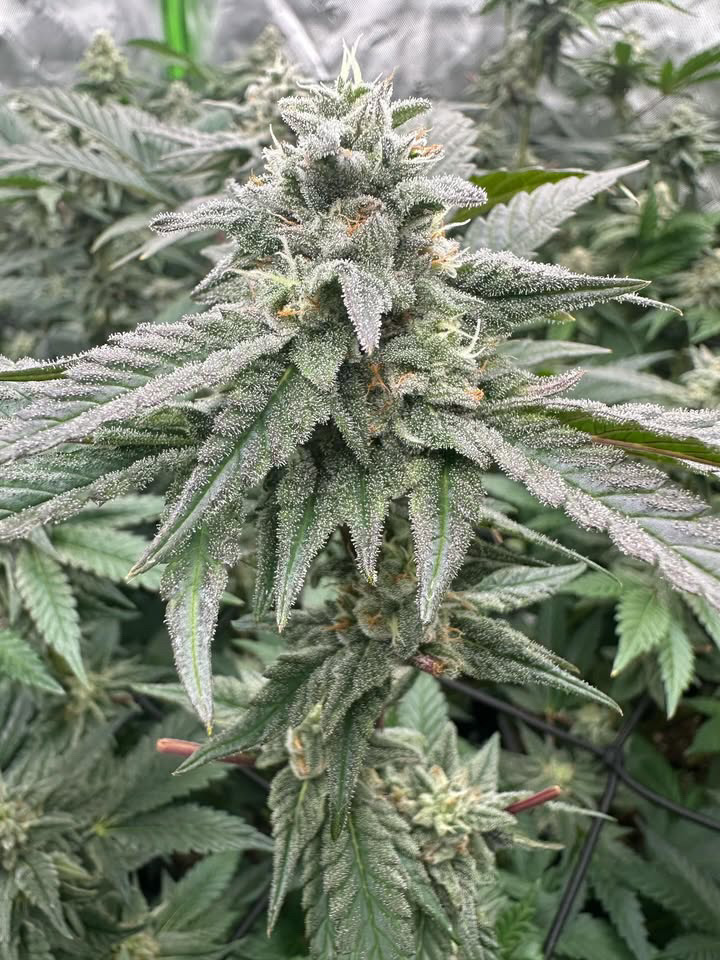 An image of Sour Cherry Sherb 