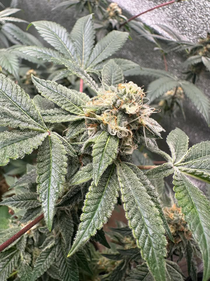 An image of Bordeaux Cookies 
