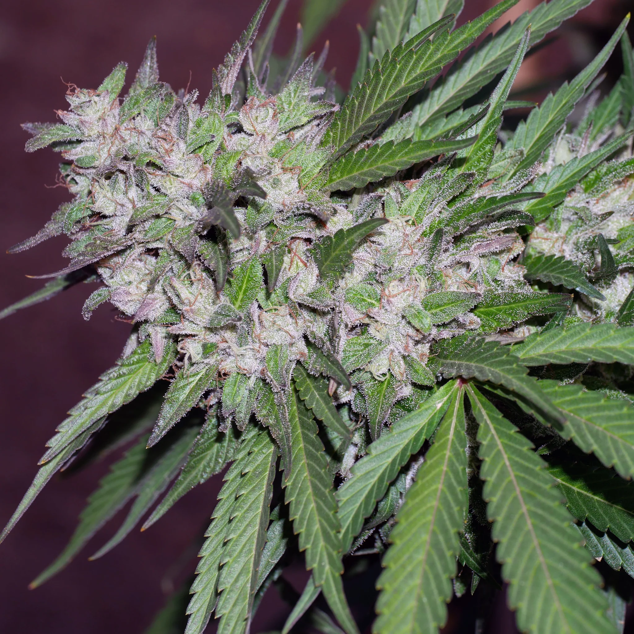 An image of Rebel Sour