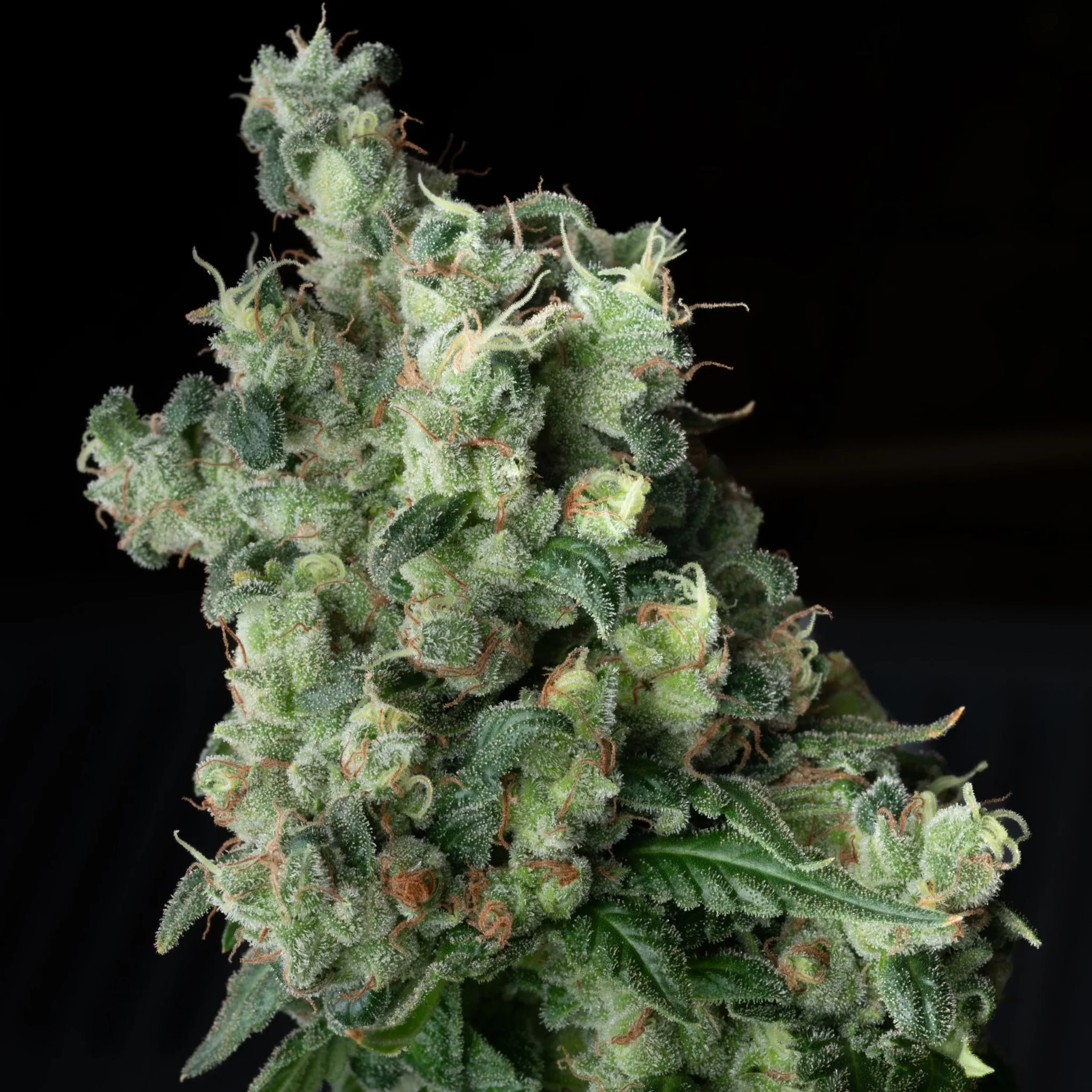 An image of Island Mountain Headband