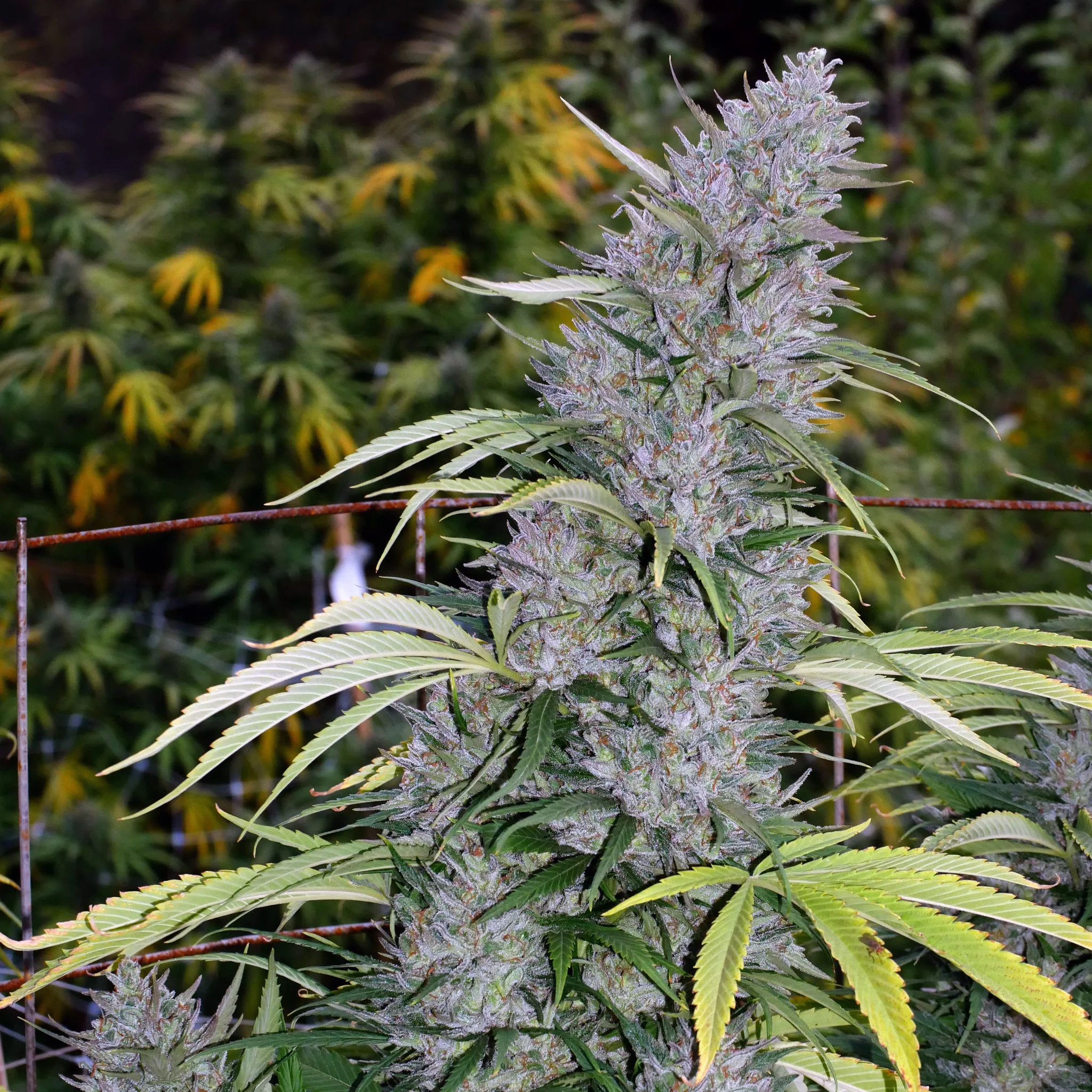 An image of Lemon Sugar Kush