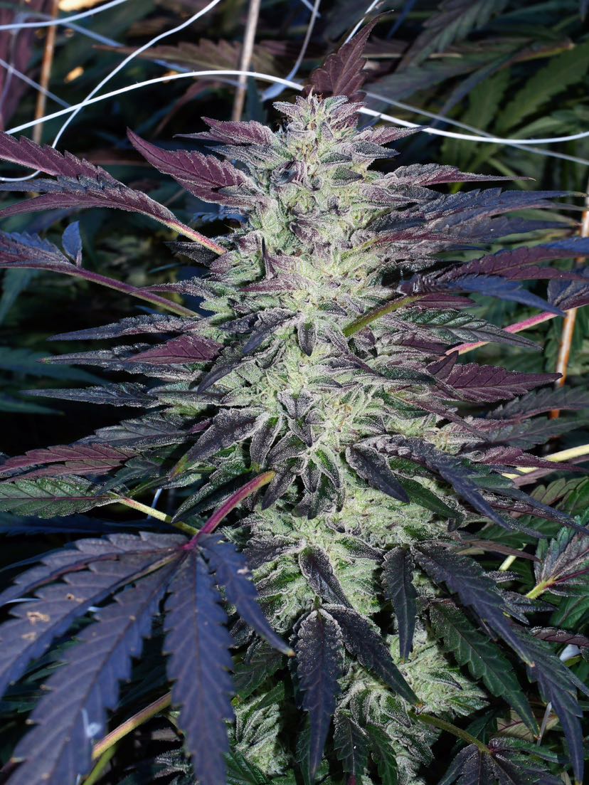 An image of Rebel Cookies