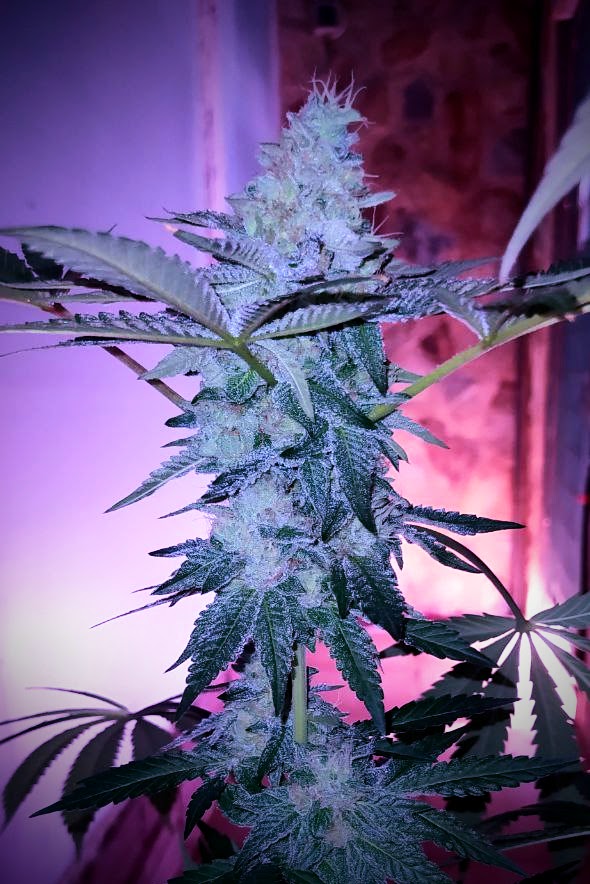 An image of Royal Frostbite