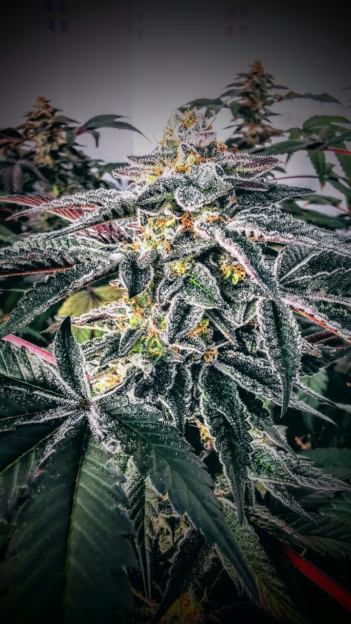 An image of Purple Ice Water S1