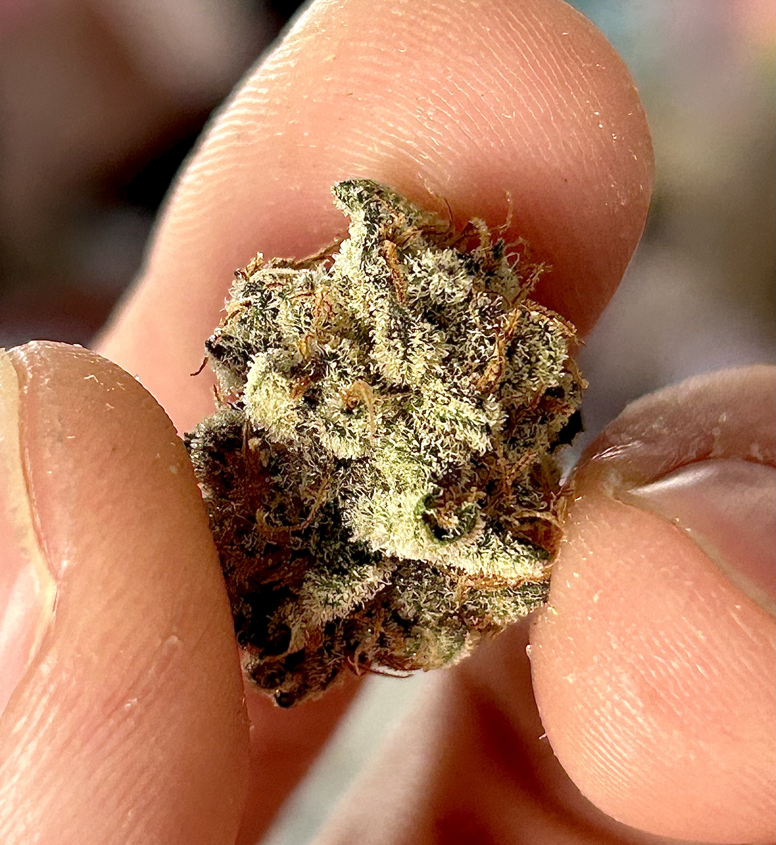 An image of Grape Limeade