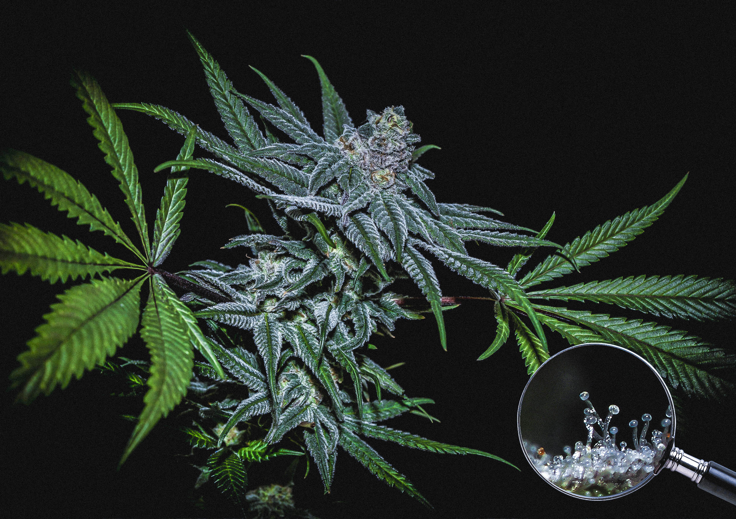 An image of Highribo 3.0