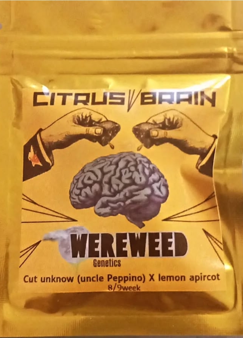 An image of Citrus Brain