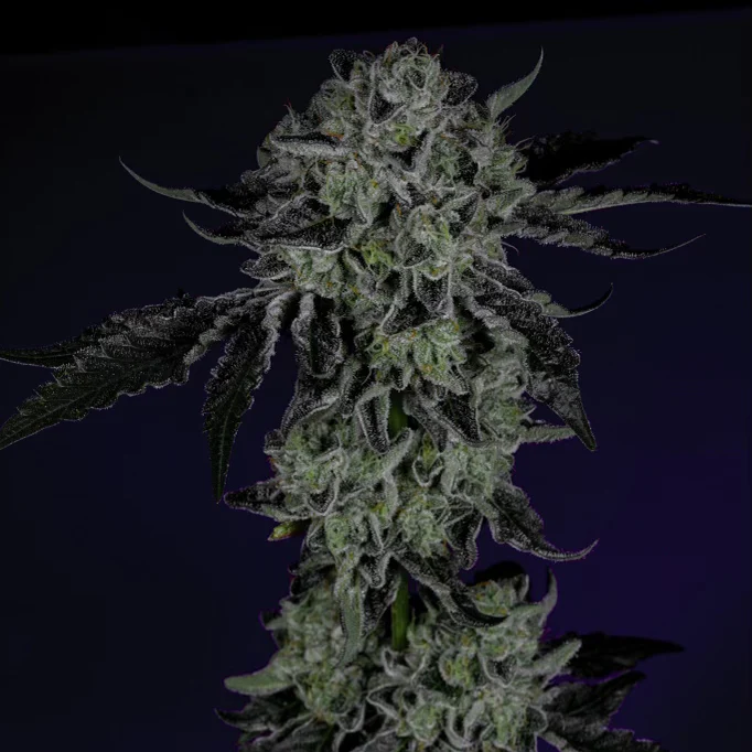 An image of White Zangria