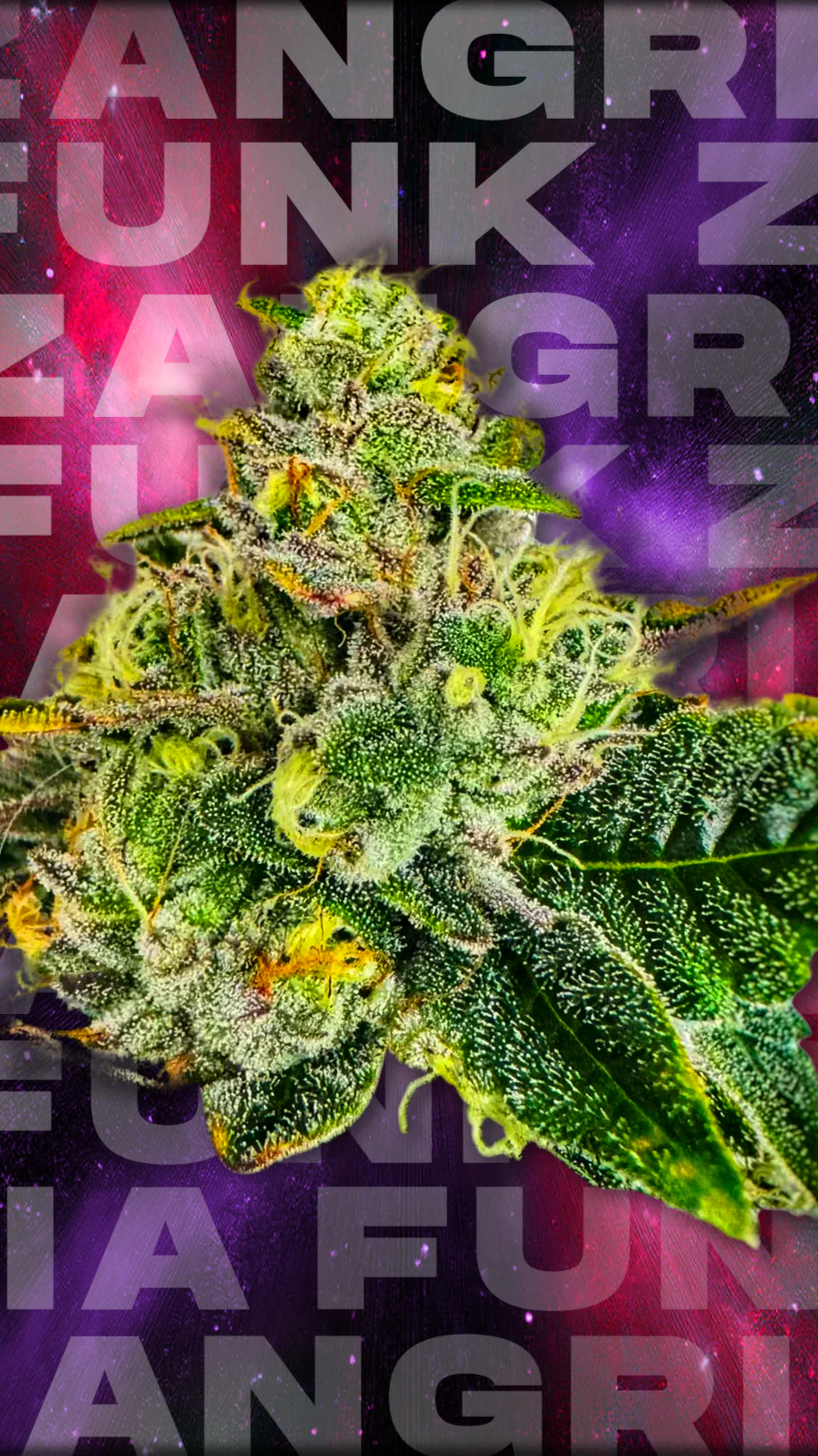 An image of Zangria Funk