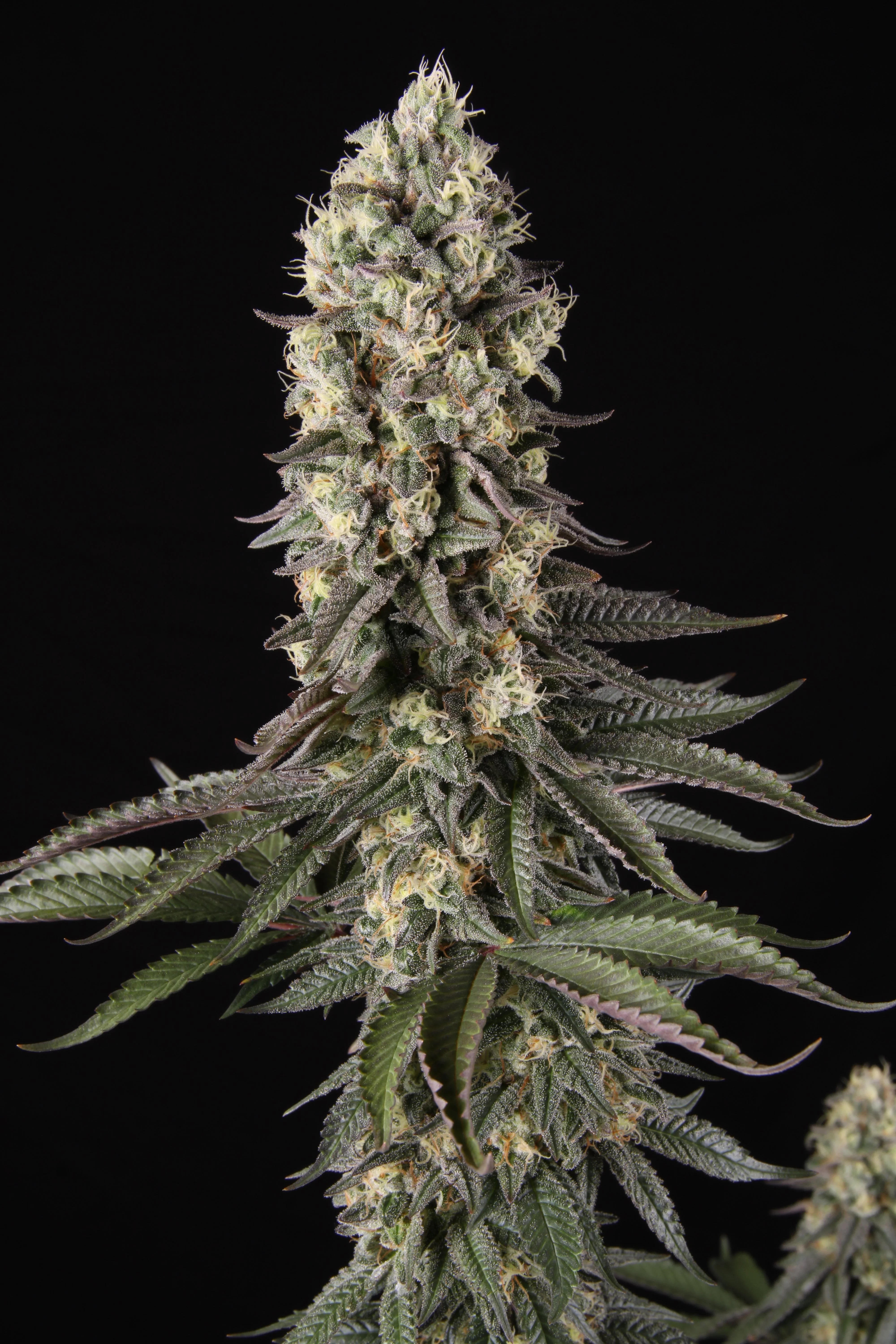 An image of Tropical Magic Fuel
