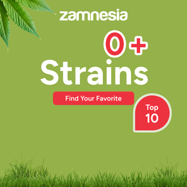 zamnesia_en