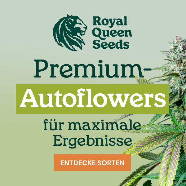 rqs_autoflower_de