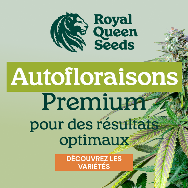 rqs_autoflower_fr