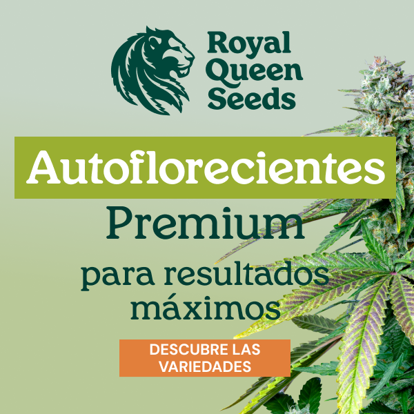 rqs_autoflower_es