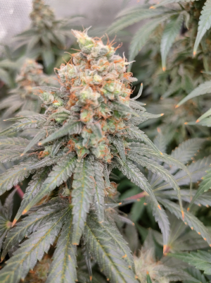 Image #28122515071965558