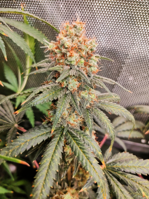 Image #28122546247438890