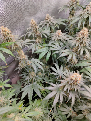 An image of Chocolate Skunk