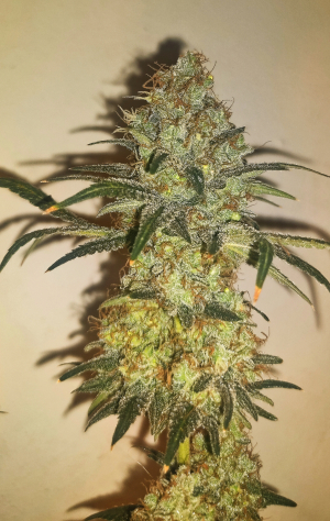 Image #28122578503203100