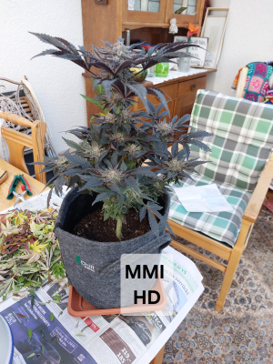 Image #22012697695023618