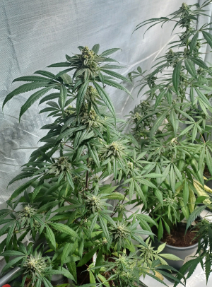 An image of OG Kush