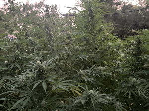 Golden Tiger's picture by Pinchercreek710