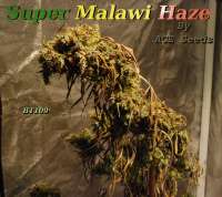 An image of Super Malawi Haze