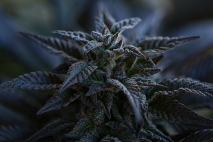 Image #12112534195865992