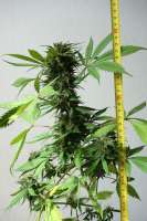 An image of Auto NYC Diesel