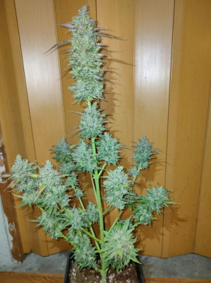 An image of Fire Dog Auto