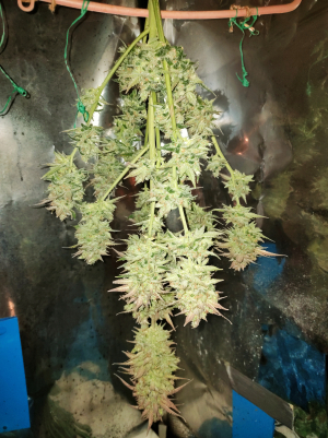 Image #28122589698959888