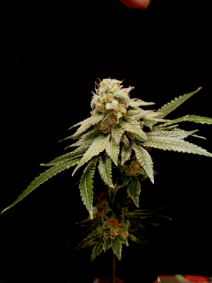 An image of Gas-O-cane