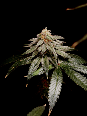 An image of Gas-O-cane