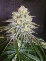 An image of Rootbeer Rock Candy Bx1