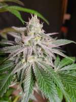 An image of Rootbeer Rock Candy Bx1