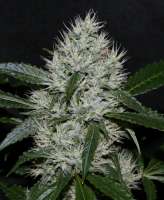 An image of OG.Kush-LemonLarry IBL