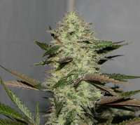 An image of OG.Kush-LemonLarry IBL