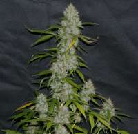 An image of OG.Kush-LemonLarry IBL