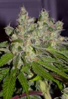 An image of Sweet Tooth 3 BX1