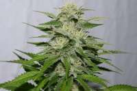 An image of Victory Kush