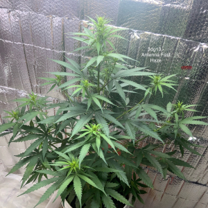 An image of 3DG13